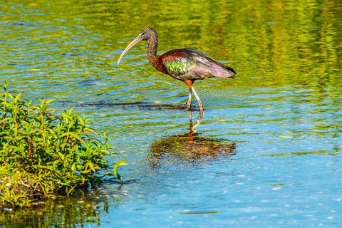 USA-Florida-Sarasota-Myakka River State Park-Wading Bird-Feeding-Glossy Ibis White Modern Wood Framed Art Print with Double Matting by Friel, Bernard