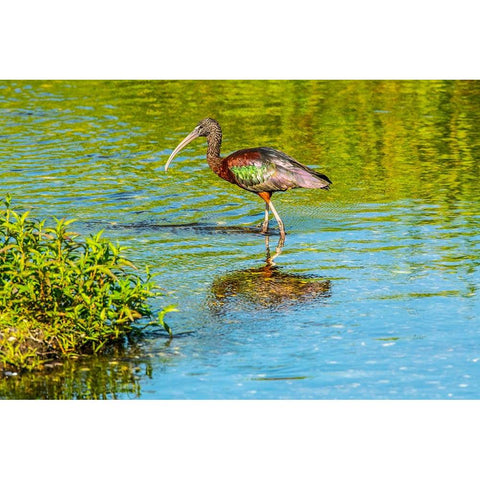USA-Florida-Sarasota-Myakka River State Park-Wading Bird-Feeding-Glossy Ibis Gold Ornate Wood Framed Art Print with Double Matting by Friel, Bernard