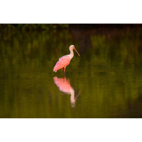 USA-Florida-Sarasota-Myakka River State Park-Wading Roseate Spoonbill Black Modern Wood Framed Art Print by Friel, Bernard