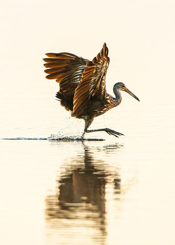 USA-Florida-Sarasota-Myakka River State Park-Wading Bird-Feeding-Limpkin Black Ornate Wood Framed Art Print with Double Matting by Friel, Bernard