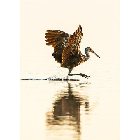 USA-Florida-Sarasota-Myakka River State Park-Wading Bird-Feeding-Limpkin Black Modern Wood Framed Art Print by Friel, Bernard