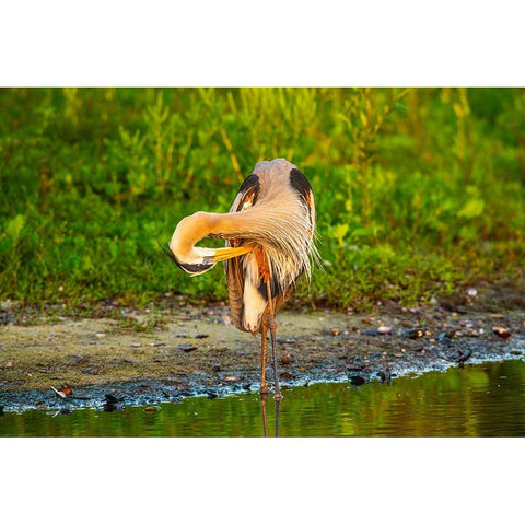 USA-Florida-Sarasota-Myakka River State Park-Preening Great Blue Heron Black Modern Wood Framed Art Print by Friel, Bernard