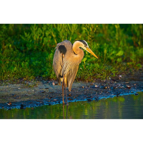 USA-Florida-Sarasota-Myakka River State Park-Great Blue Heron Black Modern Wood Framed Art Print by Friel, Bernard