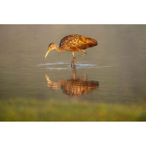 USA-Florida-Sarasota-Myakka River State Park-Wading Bird-Feeding-Limpkin-Isolated Reflection Black Modern Wood Framed Art Print by Friel, Bernard