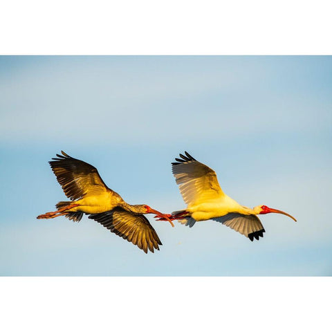 USA-Florida-Sarasota-Myakka River State Park-White Ibis flying Black Modern Wood Framed Art Print with Double Matting by Friel, Bernard