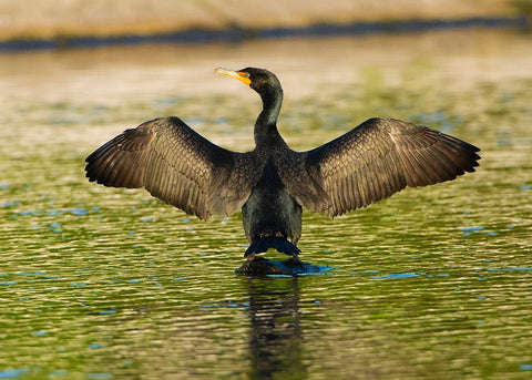 USA-Florida-Sarasota-Myakka River State Park-Double-crested Cormorant Black Ornate Wood Framed Art Print with Double Matting by Friel, Bernard