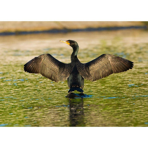 USA-Florida-Sarasota-Myakka River State Park-Double-crested Cormorant Black Modern Wood Framed Art Print by Friel, Bernard