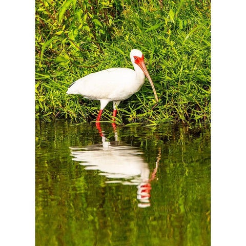 USA-Florida-Sarasota-Myakka River State Park-Wading Bird-Feeding-White Ibis Black Modern Wood Framed Art Print by Friel, Bernard