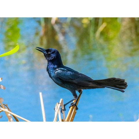 USA-Florida-Sarasota-Boat-tailed Grackle Black Modern Wood Framed Art Print by Friel, Bernard