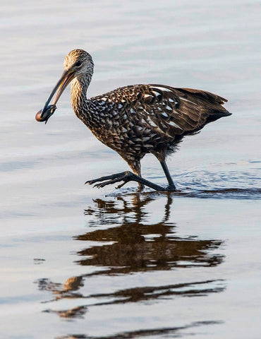 USA-Florida-Sarasota-Myakka River State Park-Limpkin Feeding on Apple Snail Black Ornate Wood Framed Art Print with Double Matting by Friel, Bernard