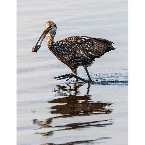 USA-Florida-Sarasota-Myakka River State Park-Limpkin Feeding on Apple Snail Black Modern Wood Framed Art Print by Friel, Bernard