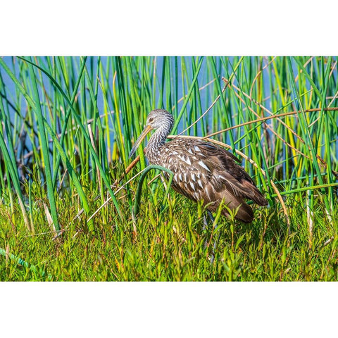 USA-Florida-Sarasota-Myakka River State Park-Limpkin Black Modern Wood Framed Art Print by Friel, Bernard