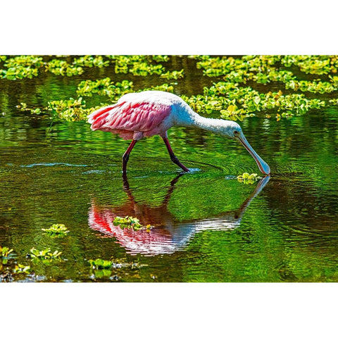 USA-Florida-Sarasota-Myakka River State Park-Feeding Roseate Spoonbill Black Modern Wood Framed Art Print by Friel, Bernard