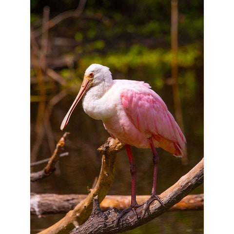 USA-Florida-Sarasota-Myakka River State Park-Perched Roseate Spoonbill Black Modern Wood Framed Art Print by Friel, Bernard
