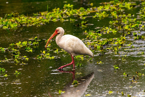 USA-Florida-Sarasota-Myakka River State Park-White Ibis Black Ornate Wood Framed Art Print with Double Matting by Friel, Bernard