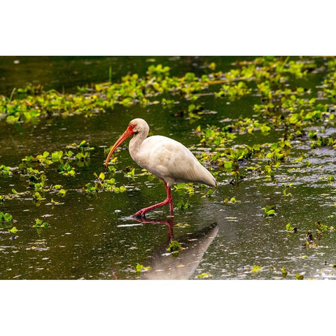 USA-Florida-Sarasota-Myakka River State Park-White Ibis Black Modern Wood Framed Art Print by Friel, Bernard