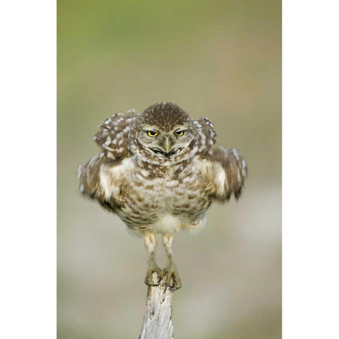 FL, Cape Coral, Burrowing owl shakes its feathers White Modern Wood Framed Art Print by Anon, Ellen