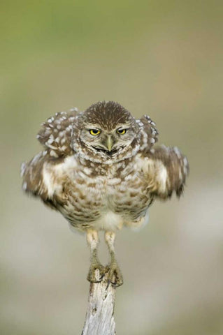 FL, Cape Coral, Burrowing owl shakes its feathers Black Ornate Wood Framed Art Print with Double Matting by Anon, Ellen