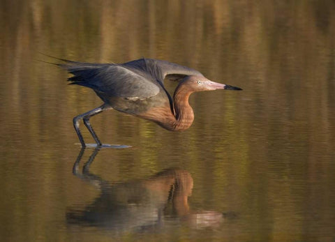 FL, Ft Myers Beach, Reddish egret take off Black Ornate Wood Framed Art Print with Double Matting by Anon, Ellen