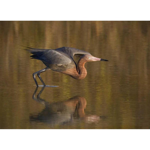 FL, Ft Myers Beach, Reddish egret take off White Modern Wood Framed Art Print by Anon, Ellen