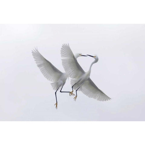 FL, Two snowy egrets with outstretched wings Gold Ornate Wood Framed Art Print with Double Matting by Anon, Ellen