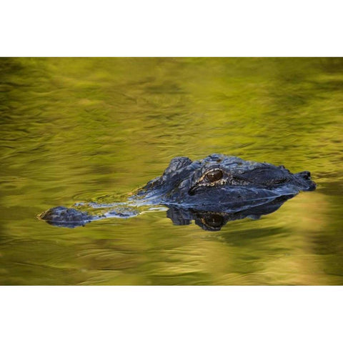 FL, St Augustine American alligator White Modern Wood Framed Art Print by Morris, Arthur