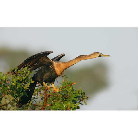 FL, Venice Anhinga female about to take flight White Modern Wood Framed Art Print by Morris, Arthur