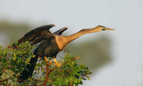 FL, Venice Anhinga female about to take flight White Modern Wood Framed Art Print with Double Matting by Morris, Arthur