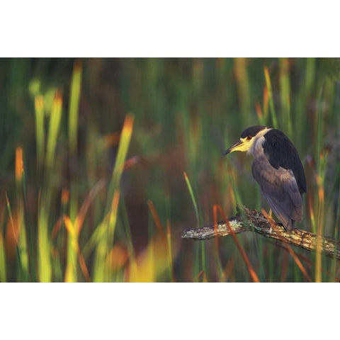 FL, Everglades NP Black-crowned night heron White Modern Wood Framed Art Print by Morris, Arthur