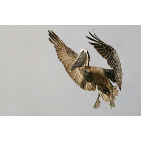 FL Brown pelican flying with nest material White Modern Wood Framed Art Print by Morris, Arthur