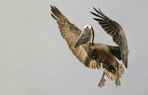 FL Brown pelican flying with nest material White Modern Wood Framed Art Print with Double Matting by Morris, Arthur