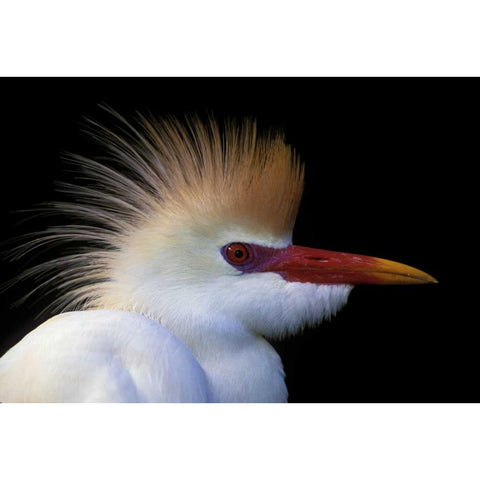 FL, St Augustine Cattle egret in white plumage Gold Ornate Wood Framed Art Print with Double Matting by Morris, Arthur