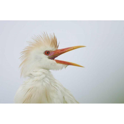 FL, St Augustine Portrait of cattle egret White Modern Wood Framed Art Print by Morris, Arthur