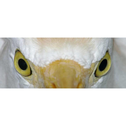 Florida, Kissimee Cattle egrets staring eyes White Modern Wood Framed Art Print by Morris, Arthur