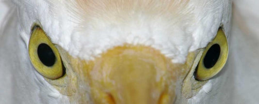 Image Only