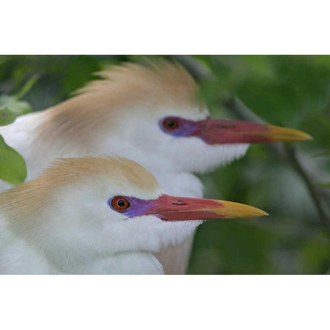 FL, St Augustine Portrait of two cattle egrets Black Modern Wood Framed Art Print by Morris, Arthur