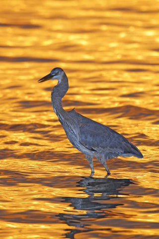 FL, Fort De Soto Park Great blue heron at sunset Black Ornate Wood Framed Art Print with Double Matting by Morris, Arthur