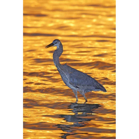 FL, Fort De Soto Park Great blue heron at sunset Black Modern Wood Framed Art Print by Morris, Arthur