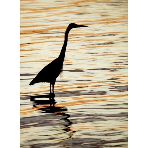 FL, Sanibel Silhouette of great blue heron White Modern Wood Framed Art Print by Morris, Arthur