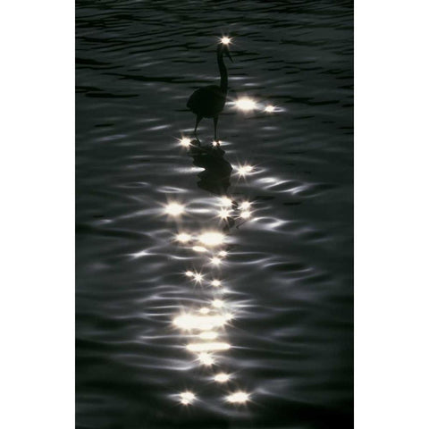 FL, Placido Great blue heron wades in water White Modern Wood Framed Art Print by Morris, Arthur