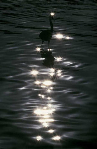 FL, Placido Great blue heron wades in water Black Ornate Wood Framed Art Print with Double Matting by Morris, Arthur