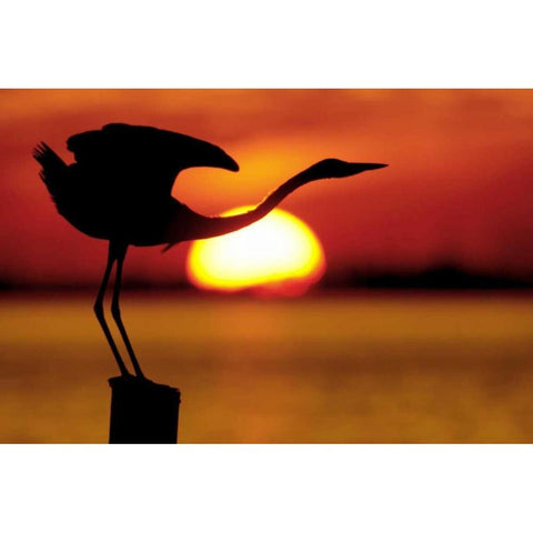 FL, Fort De Soto Silhouette of great blue heron Black Modern Wood Framed Art Print by Morris, Arthur