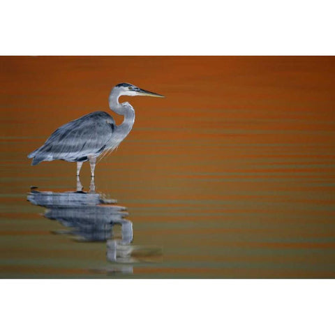 FL, Fort De Soto Park Great blue heron at sunset Black Modern Wood Framed Art Print with Double Matting by Morris, Arthur