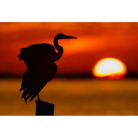 FL, St Petersburg, Silhouette of great blue heron Black Modern Wood Framed Art Print by Morris, Arthur