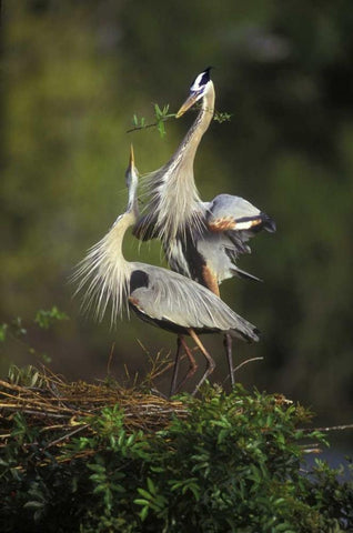 FL, South Venice Great blue herons in courtship Black Ornate Wood Framed Art Print with Double Matting by Morris, Arthur