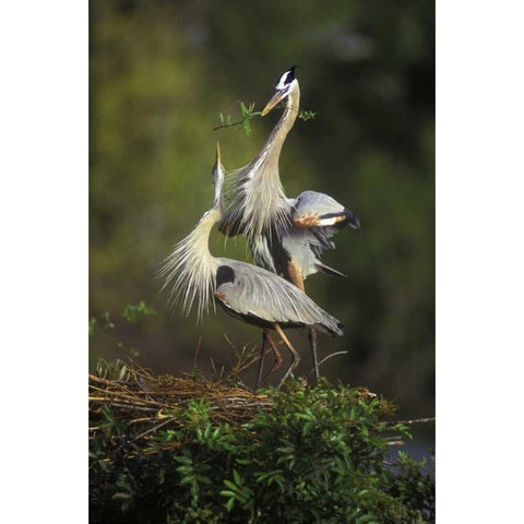 FL, South Venice Great blue herons in courtship White Modern Wood Framed Art Print by Morris, Arthur