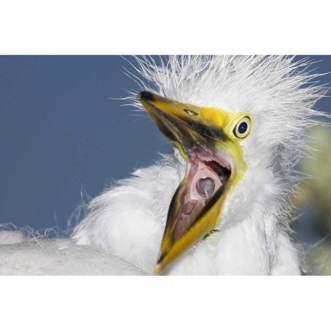 FL, St Augustine Great egret chick yawning White Modern Wood Framed Art Print by Morris, Arthur