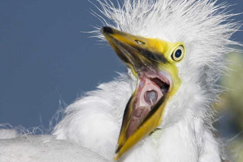 FL, St Augustine Great egret chick yawning White Modern Wood Framed Art Print with Double Matting by Morris, Arthur