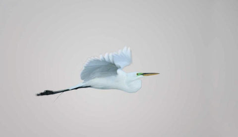 FL, South Venice Flying great egret in flight White Modern Wood Framed Art Print with Double Matting by Morris, Arthur