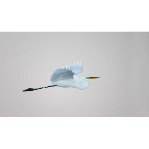 FL, South Venice Flying great egret in flight Black Modern Wood Framed Art Print by Morris, Arthur